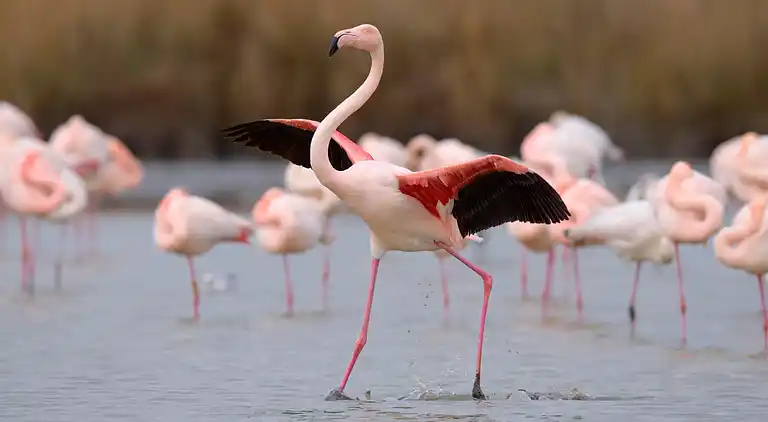 Holiday home in Le Grau-du-Roi