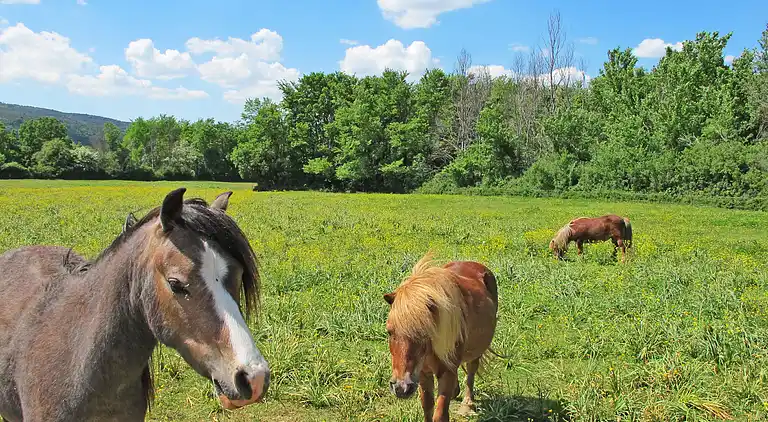 Vacation home in Artignosc-sur-Verdon