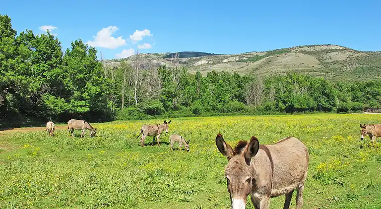 Vacation home in Artignosc-sur-Verdon