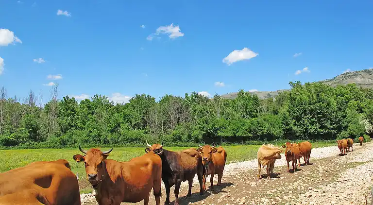 Vacation home in Artignosc-sur-Verdon