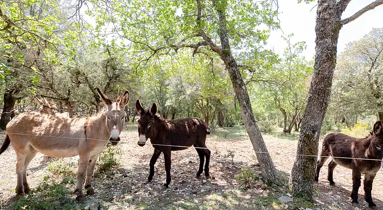 Vacation home in Artignosc-sur-Verdon