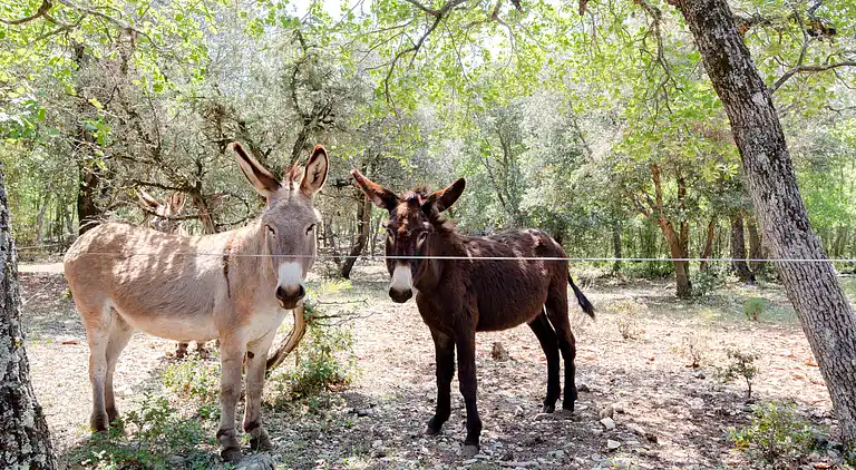 Vacation home in Artignosc-sur-Verdon