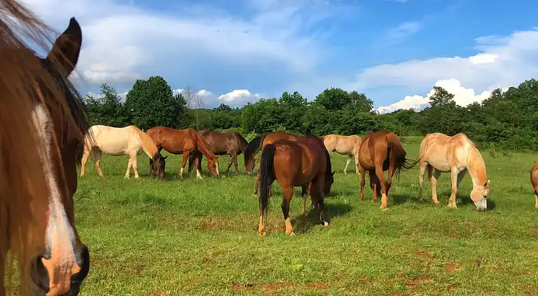 Holiday home in Barban