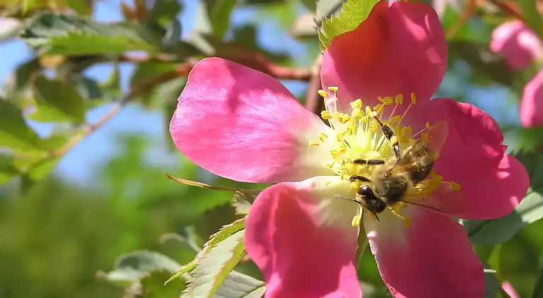 Vacation home in Mrkopalj