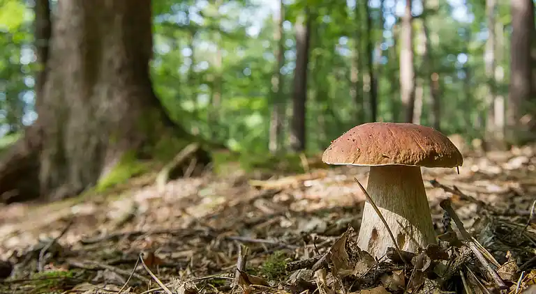 Vacation home in Mrkopalj