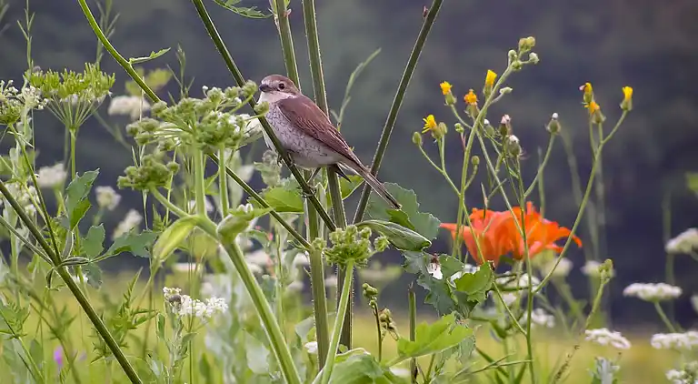 Vacation home in Mrkopalj