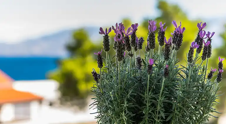 Holiday home in Sutivan