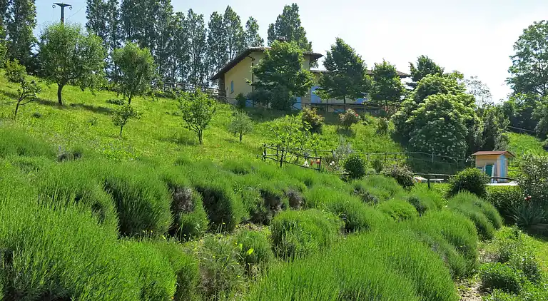 Feriebolig i Cossano Belbo