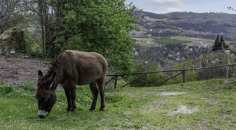 Feriebolig i Cossano Belbo