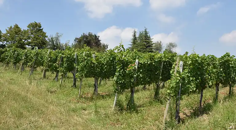 Feriebolig i Ca' dei Cristina
