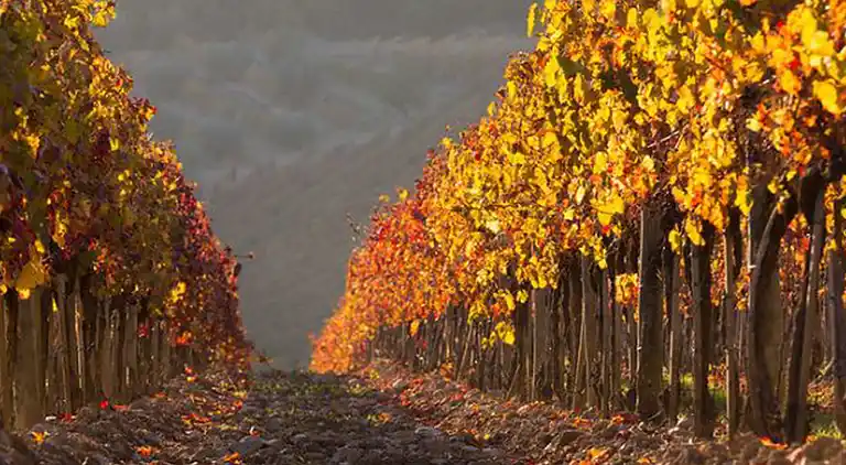 Feriebolig i Castellina in Chianti