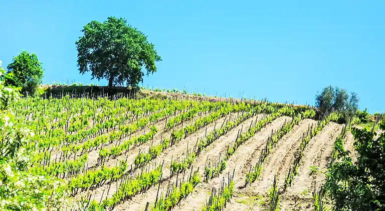 Holiday home in Poggibonsi