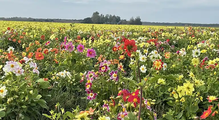 vakantiehuis in 't Zand