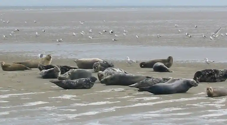 Holiday home in Hippolytushoef