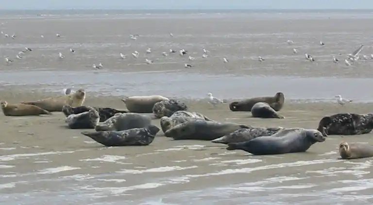 Holiday home in Hippolytushoef