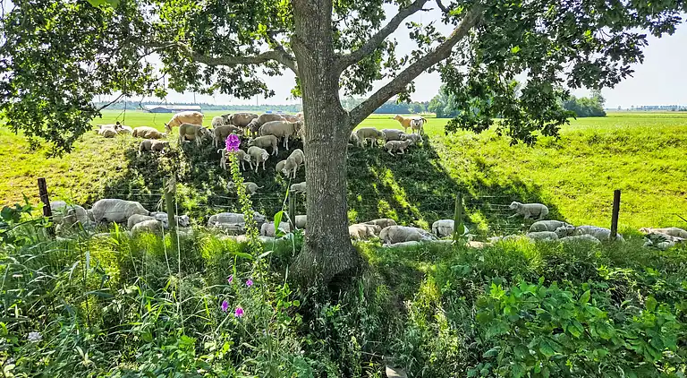 Feriebolig i Den Oever