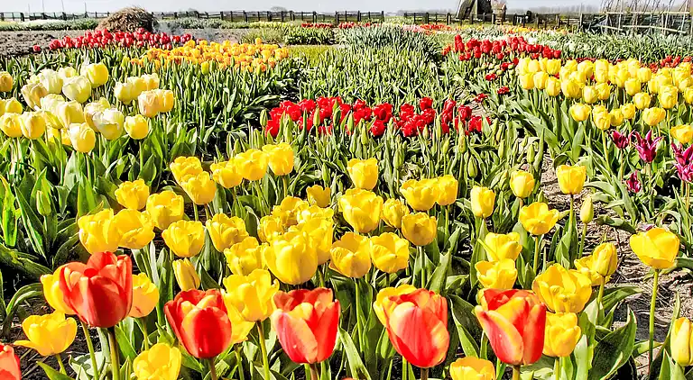 Feriebolig i Zuid-Holland