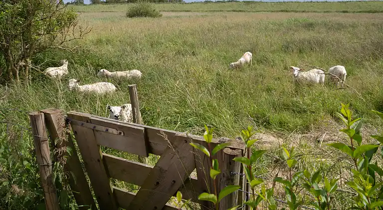 Feriebolig i Sint Philipsland