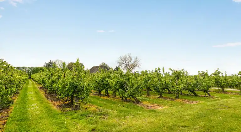 Feriebolig i Zaamslag