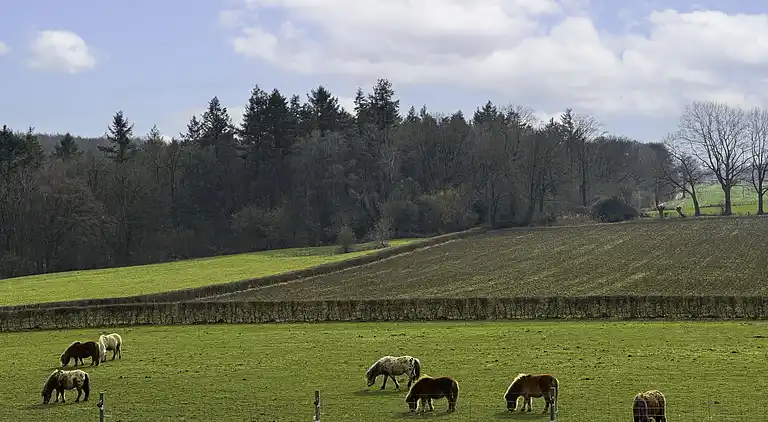 Vacation home in Gulpen