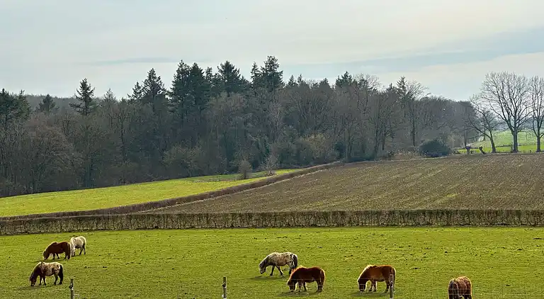 Holiday home in Gulpen