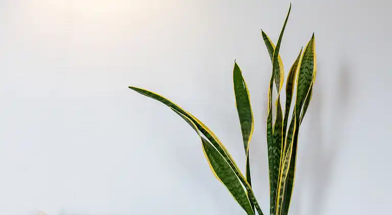 Vacation home in De Veenhoop