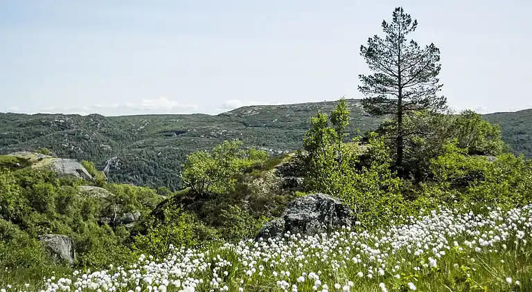 Feriebolig i Åseral