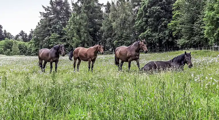 Feriebolig i Zalesie