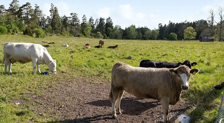 Feriebolig i Askersund V
