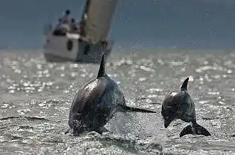 Spacious apartman near Bacvice beach