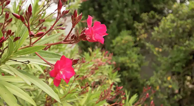 Villa in Languedoc-Roussillon