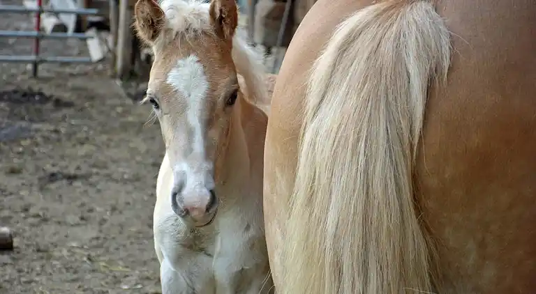 Appartamento in Bernau