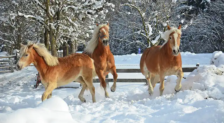 Appartamento in Bernau