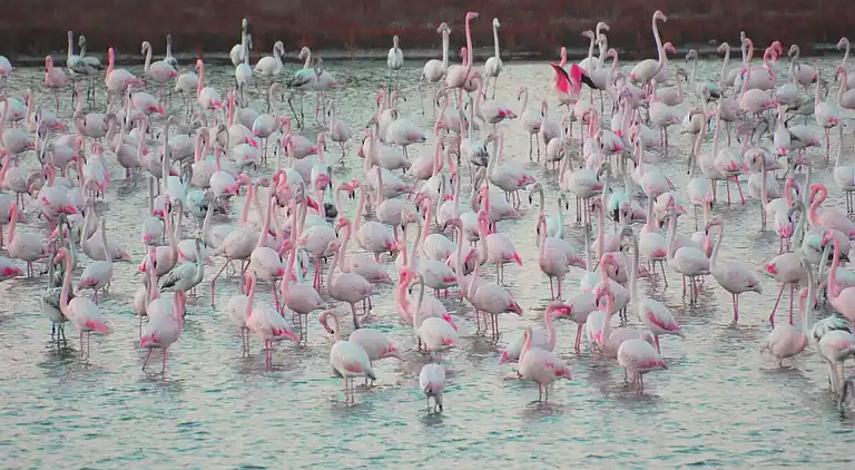 Ferielejlighed i Rosolina Mare