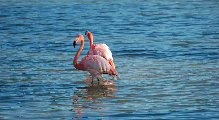 Leilighet i Rosolina Mare