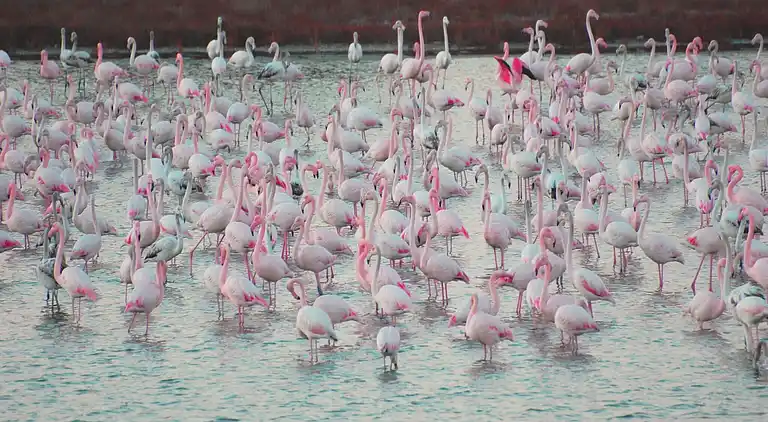 Leilighet i Rosolina Mare