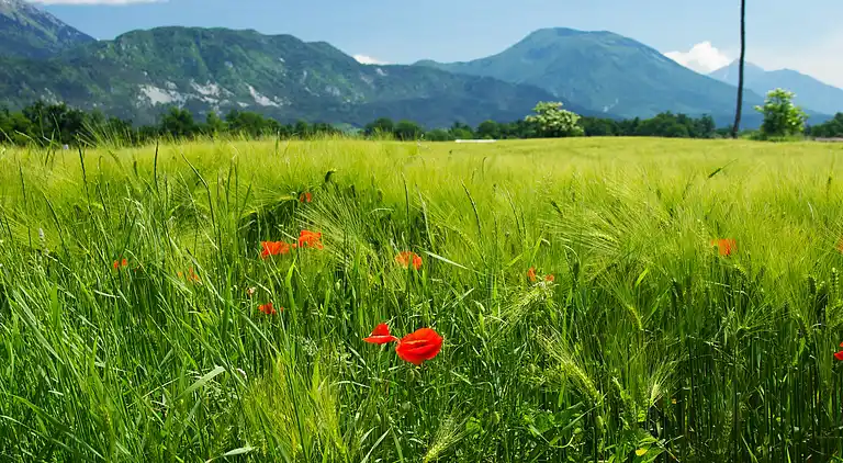 Ferielejlighed i Bled