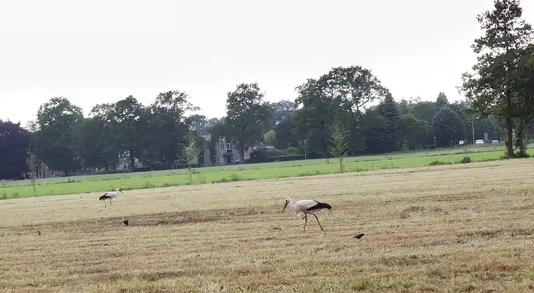 Campingvogn i IJhorst