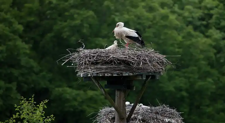 Vakantiehuis in IJhorst