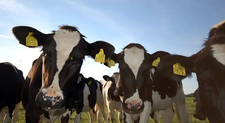 Cottage in Hippolytushoef