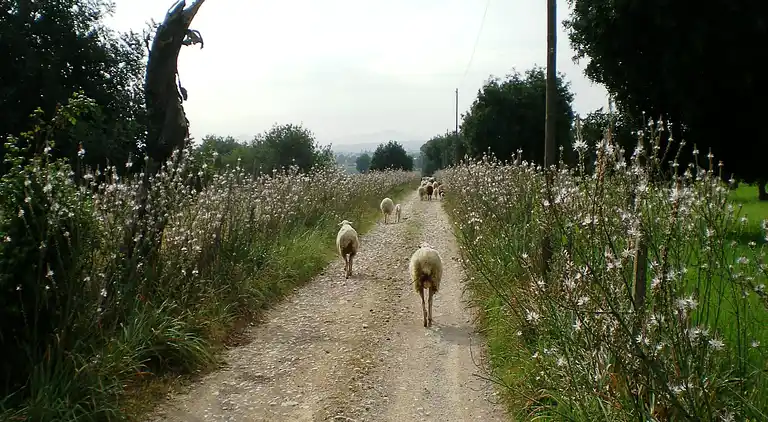 Sommerhus i Crestatx