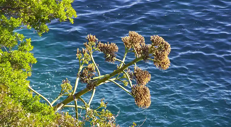 Casa señorial en Mlini
