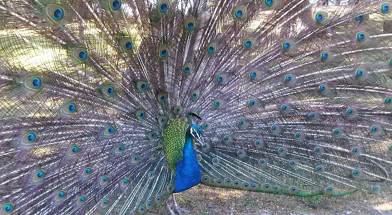 Casa señorial en Mlini