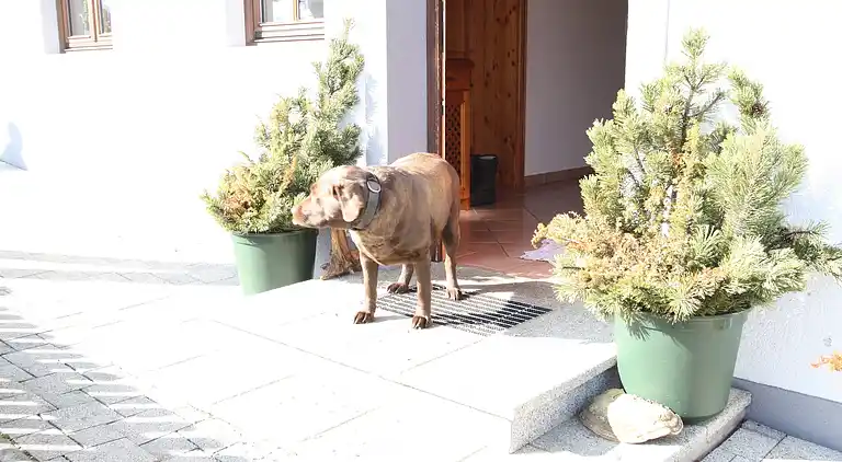 Apartment in Hüttau