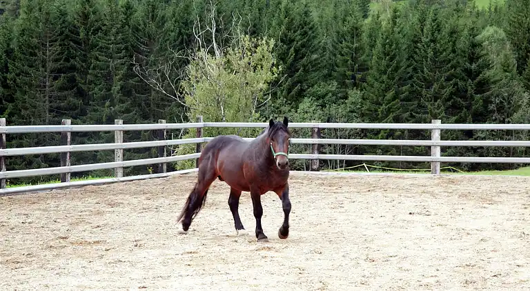 Apartment in Neuberg