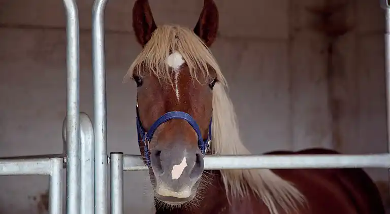 Apartment in Neuberg