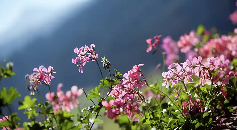 Apartment in Schütt