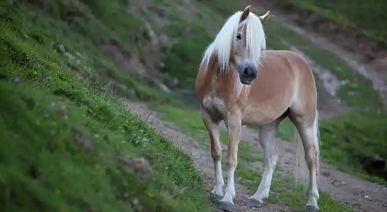 Apartment in Schütt