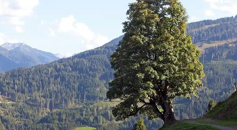 Ferielejlighed i Wagrain