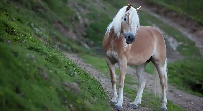 Apartment in Kleinarl